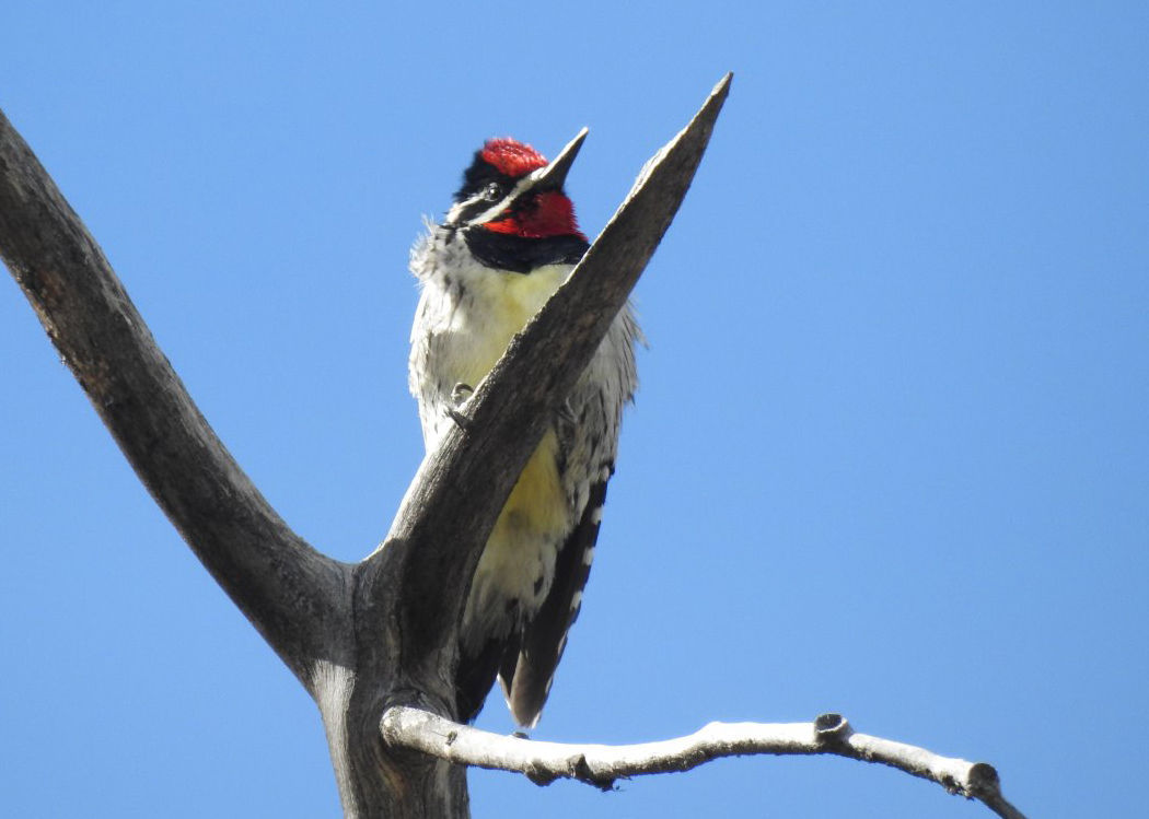 Red-naped sapsucker